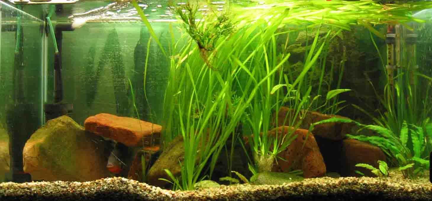 &copy; Zierfischfreunde Immenhausen-Holzhausen Aufgenommen am 21.6.2006